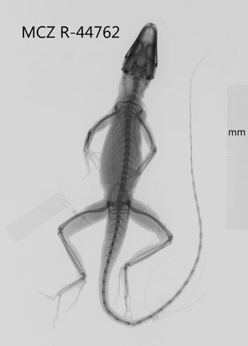 Media type: image;   Herpetology R-44762 Aspect: dorsoventral x-ray